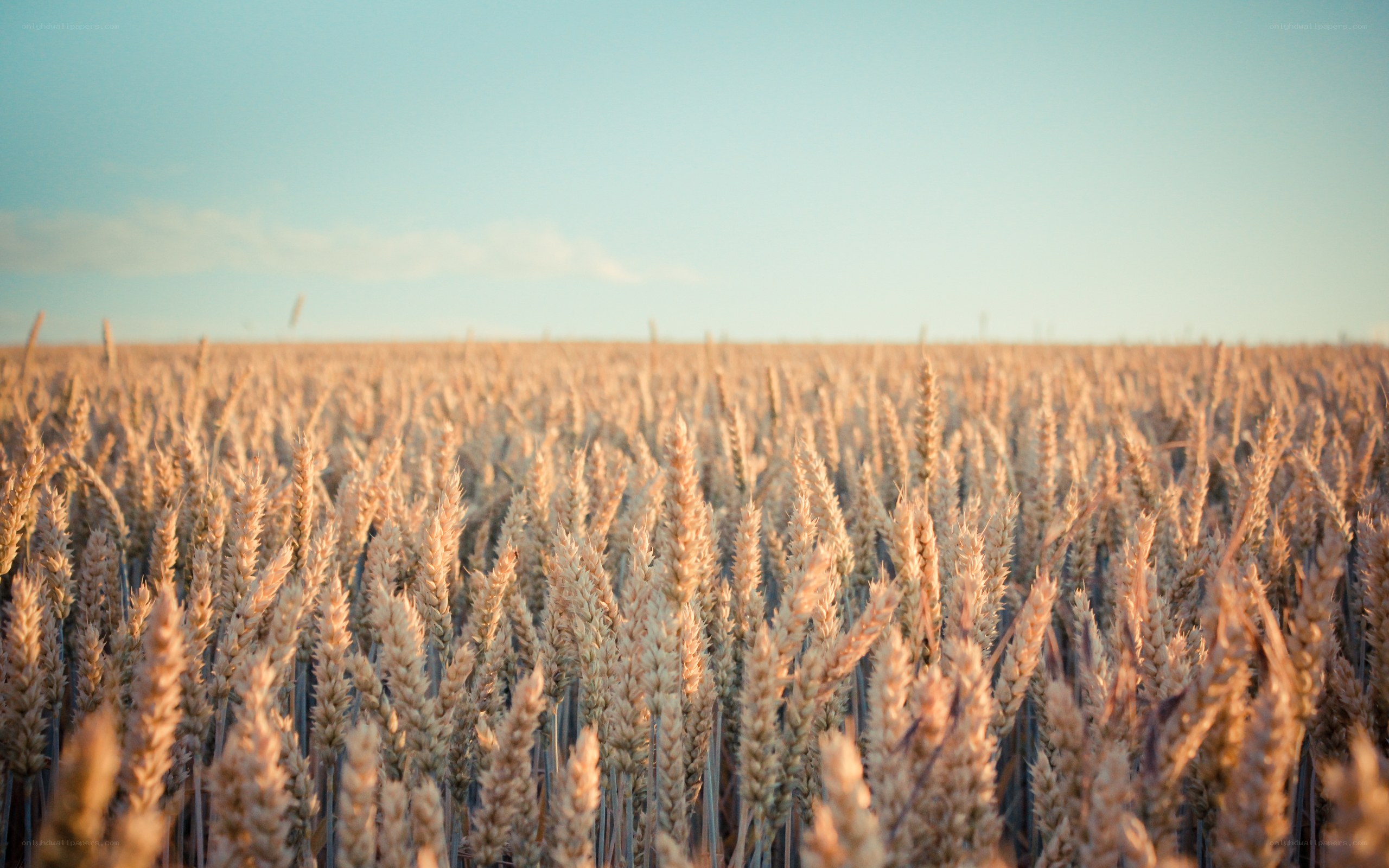 Golden wheat field at sunset