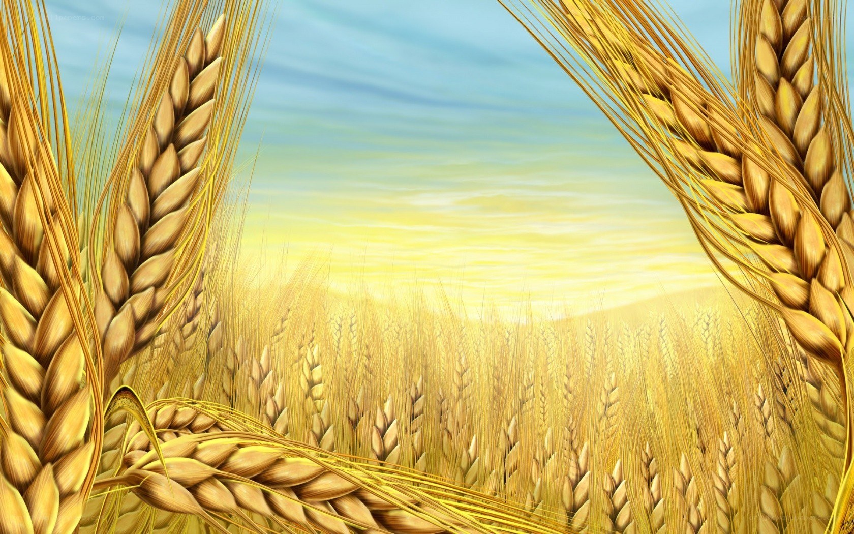 Golden wheat field at sunset