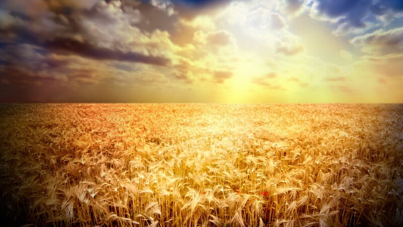 Golden wheat field at sunset
