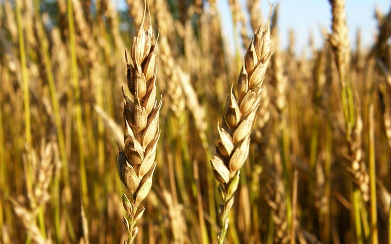 Golden wheat field at sunset