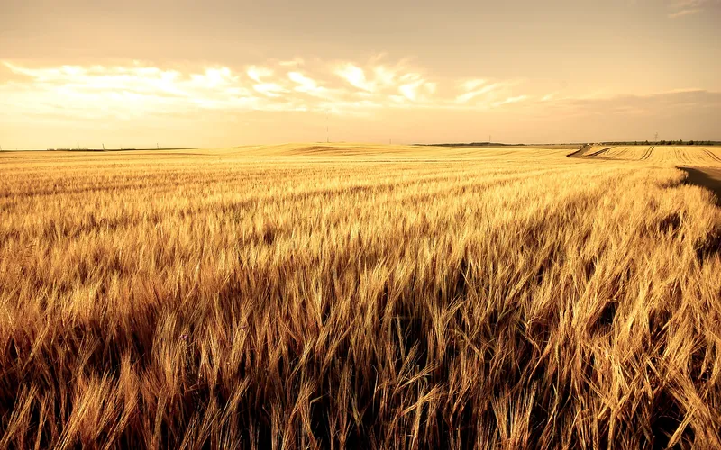 Golden wheat field at sunset