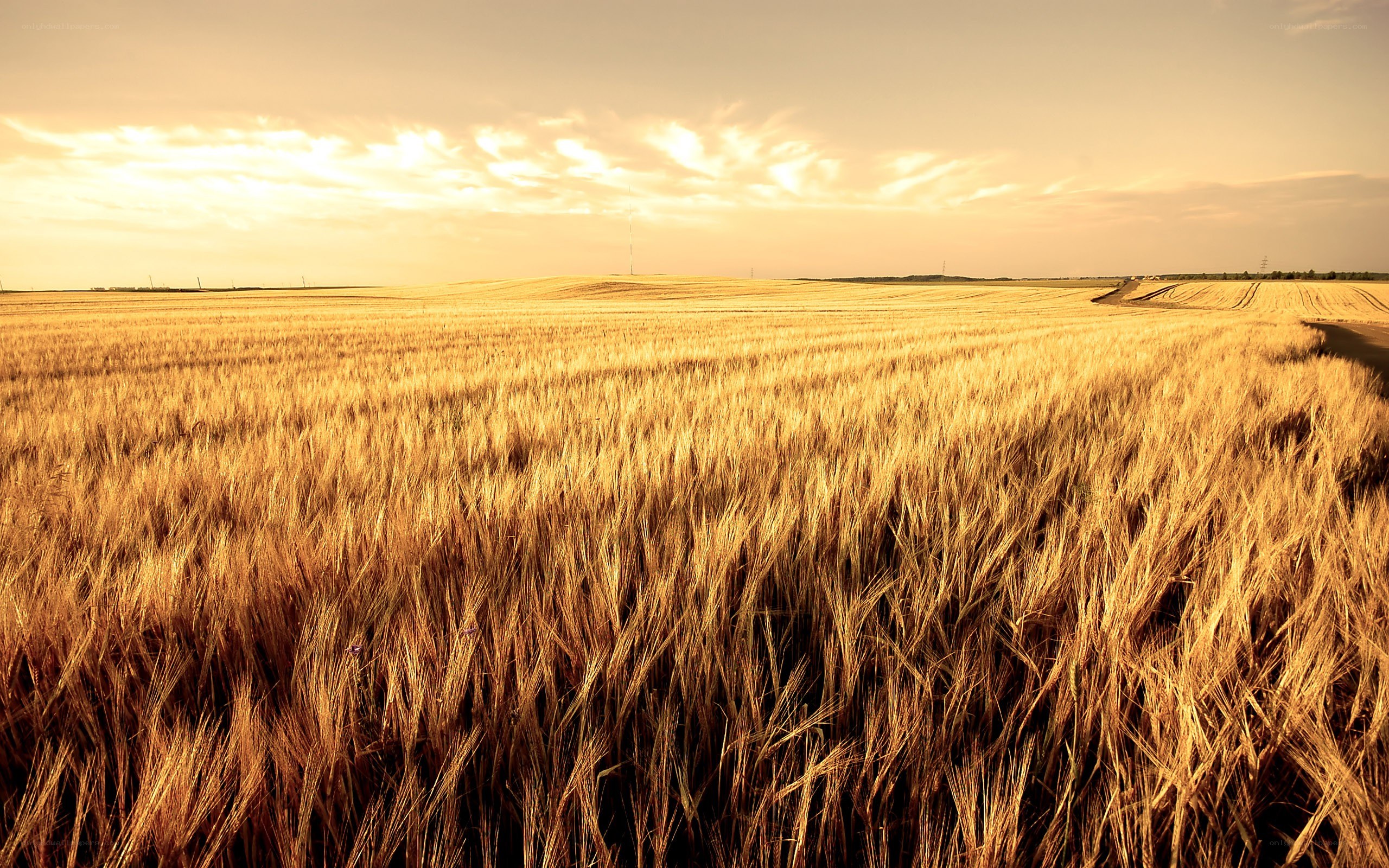 Golden wheat field at sunset