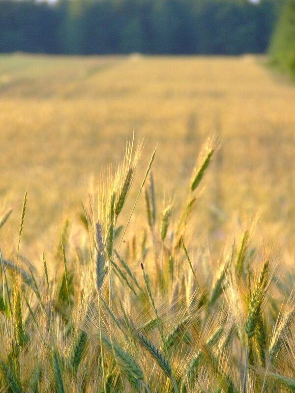 Golden wheat field at sunset