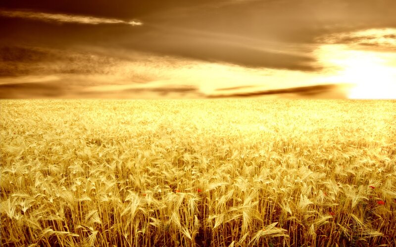 Golden wheat field at sunset