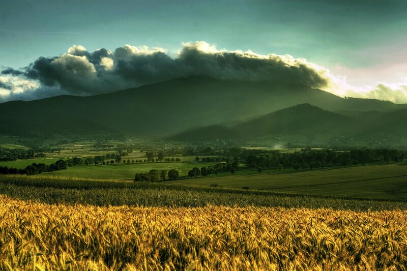 Golden wheat field at sunset