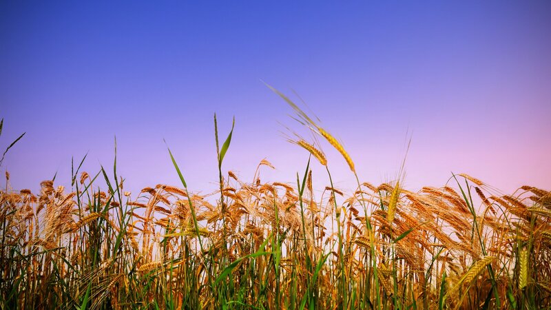 golden wheat field at sunset
