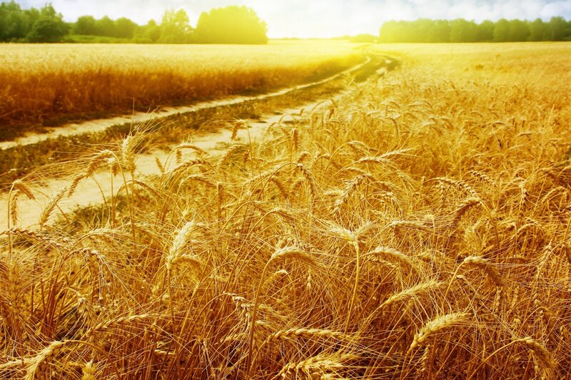 Golden wheat field at sunset