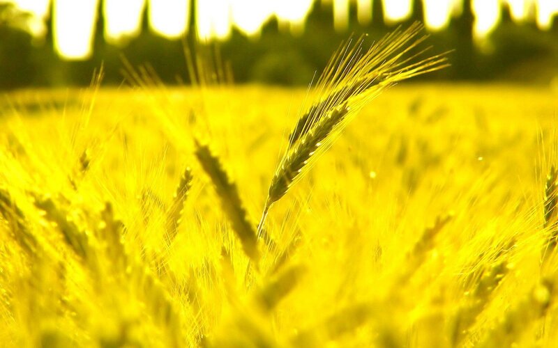 golden wheat field at sunset