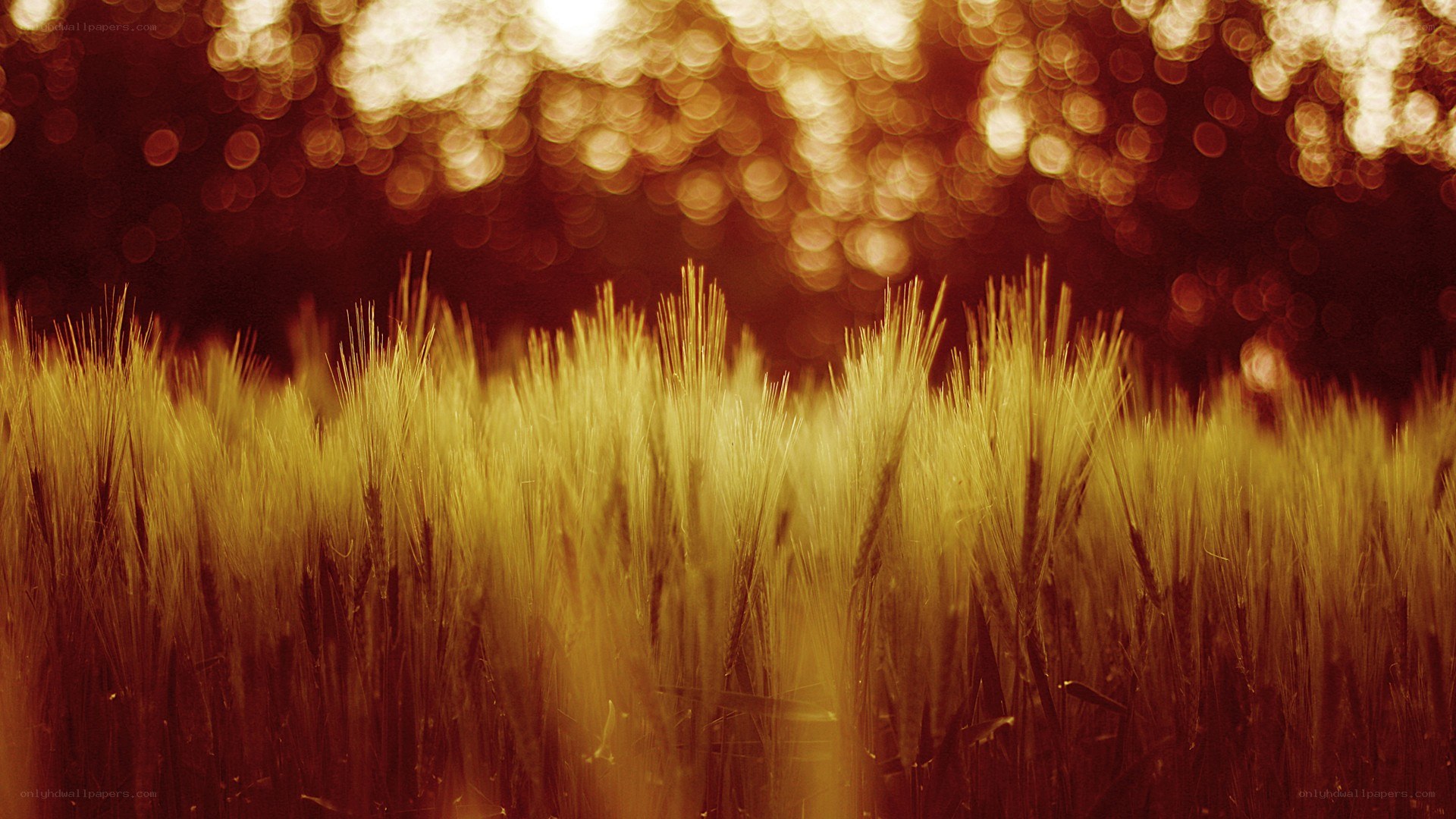 Golden wheat field at sunset