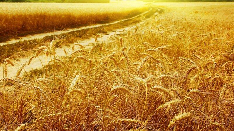 Golden wheat field at sunset