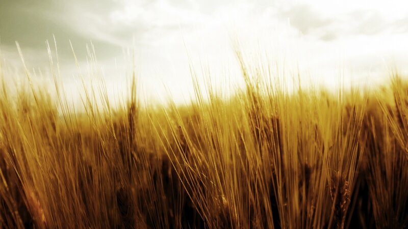Golden wheat field at sunset