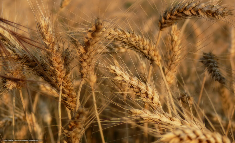 Golden wheat field at sunset