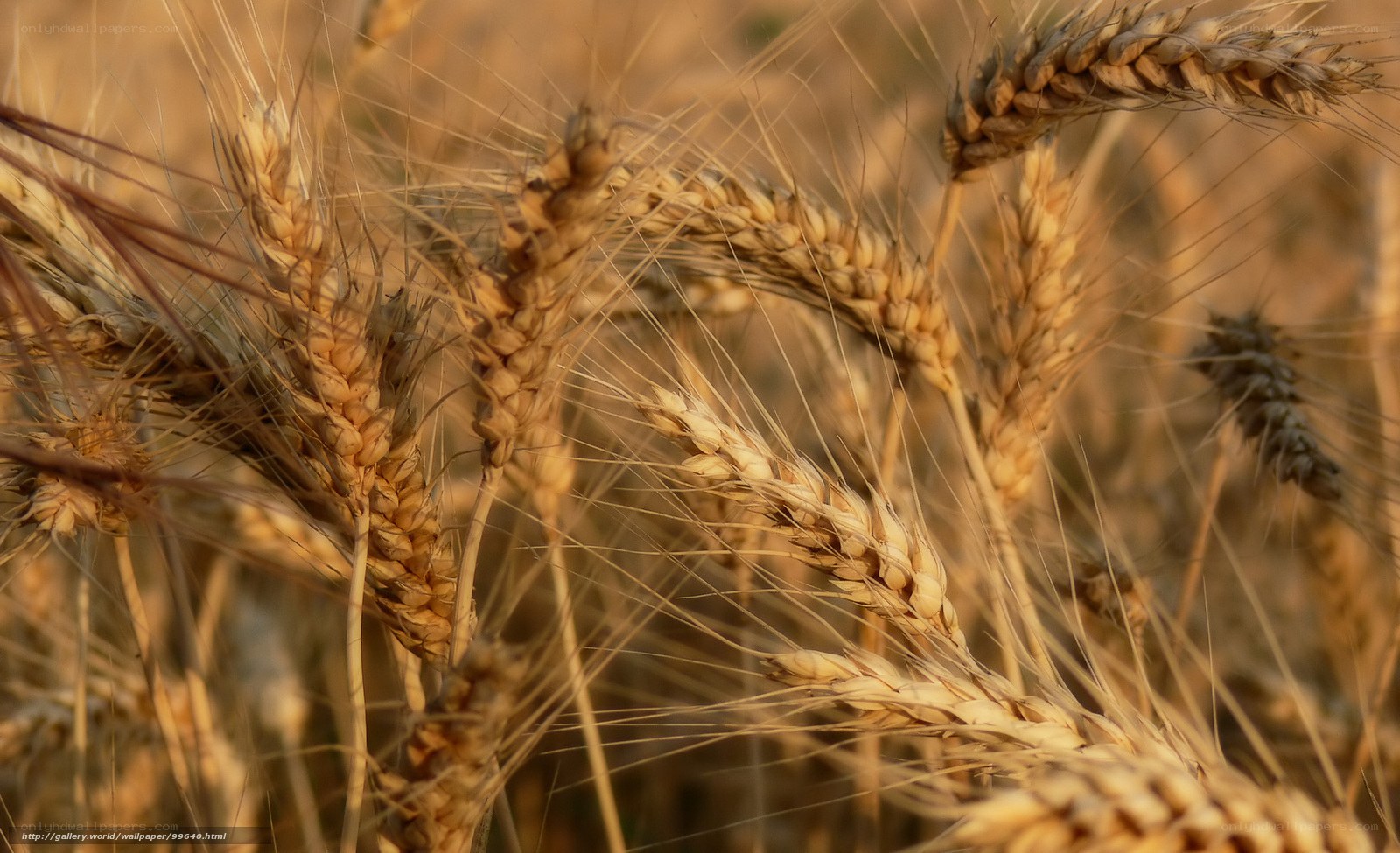 Golden wheat field at sunset