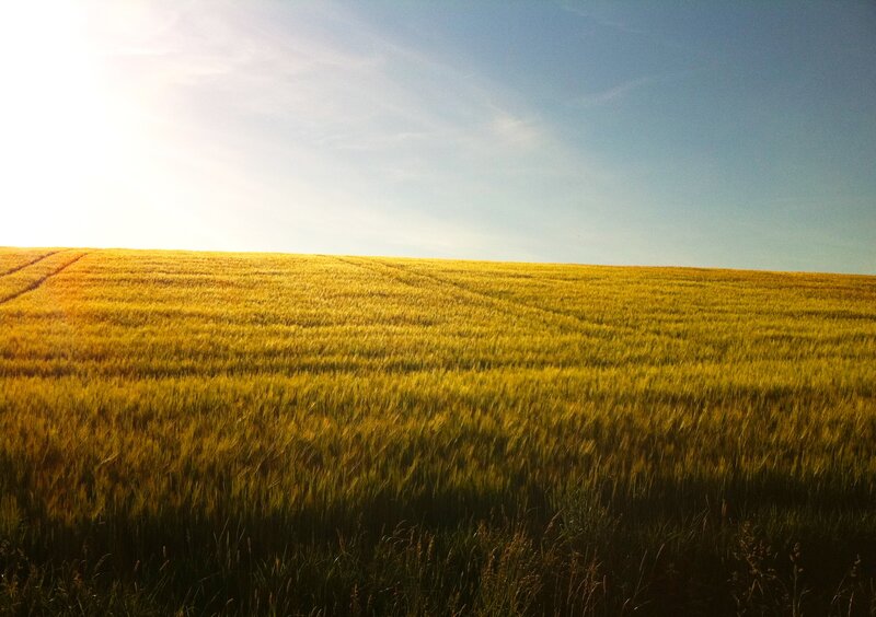 Golden wheat field at sunset
