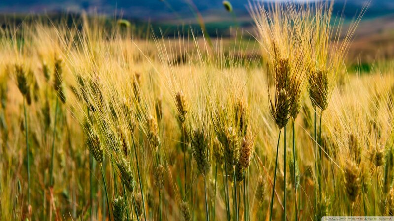 Golden wheat field at sunset