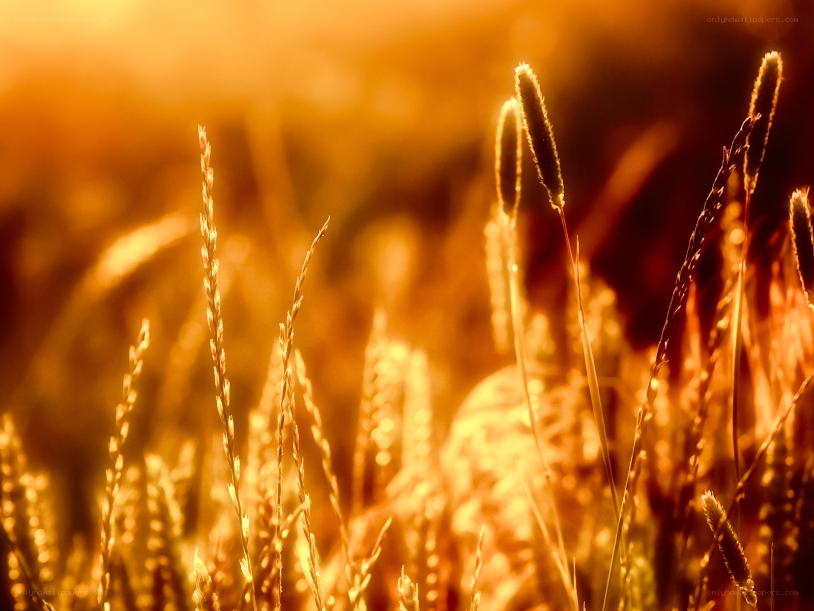 golden wheat field at sunset