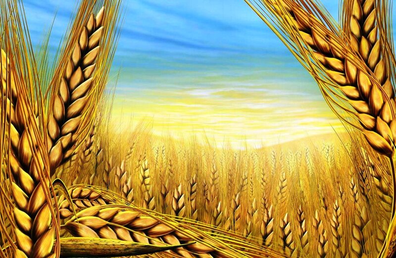 Golden wheat field at sunset