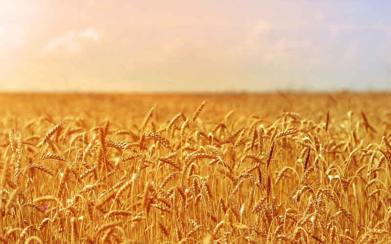 Golden wheat field at sunset