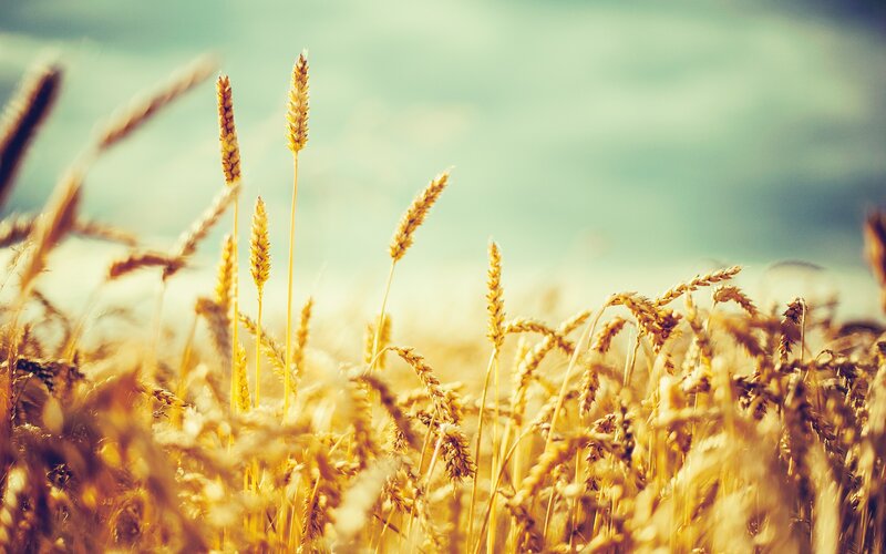 golden wheat field at sunset