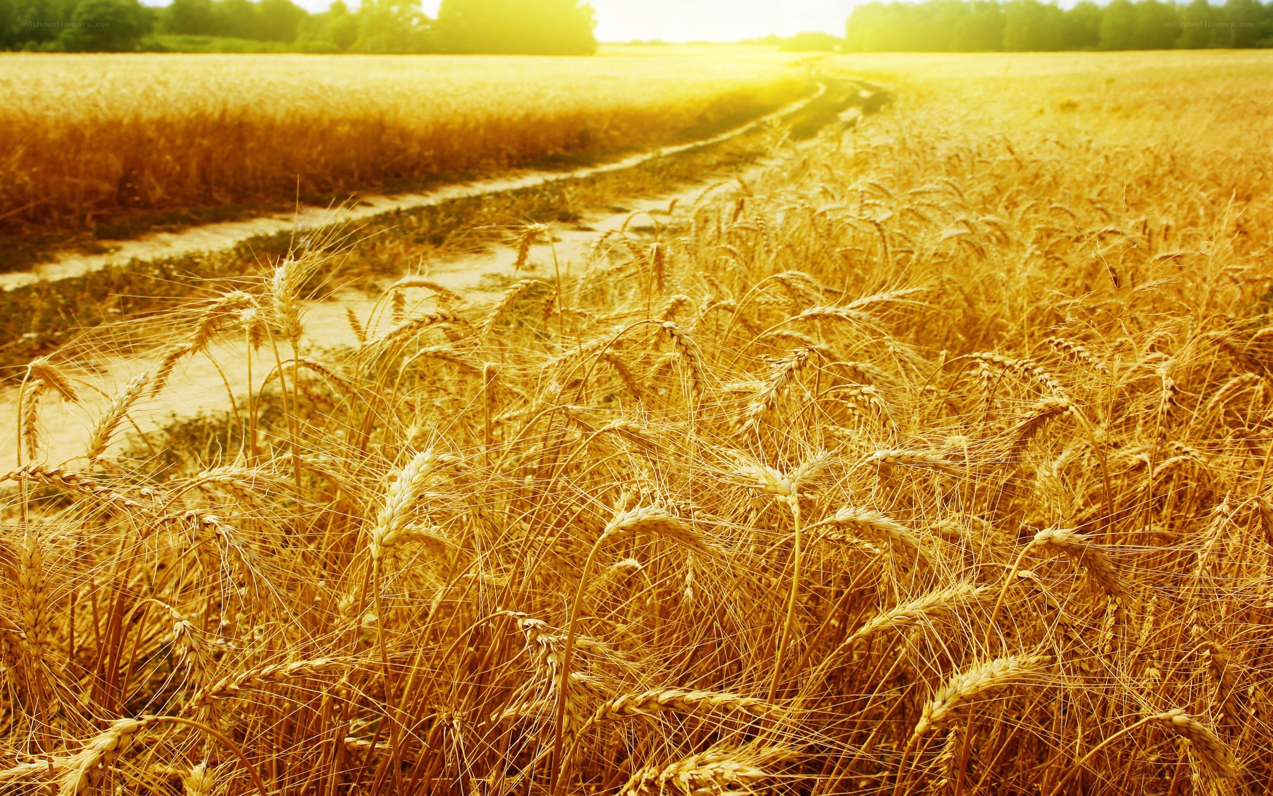 Golden wheat field at sunset