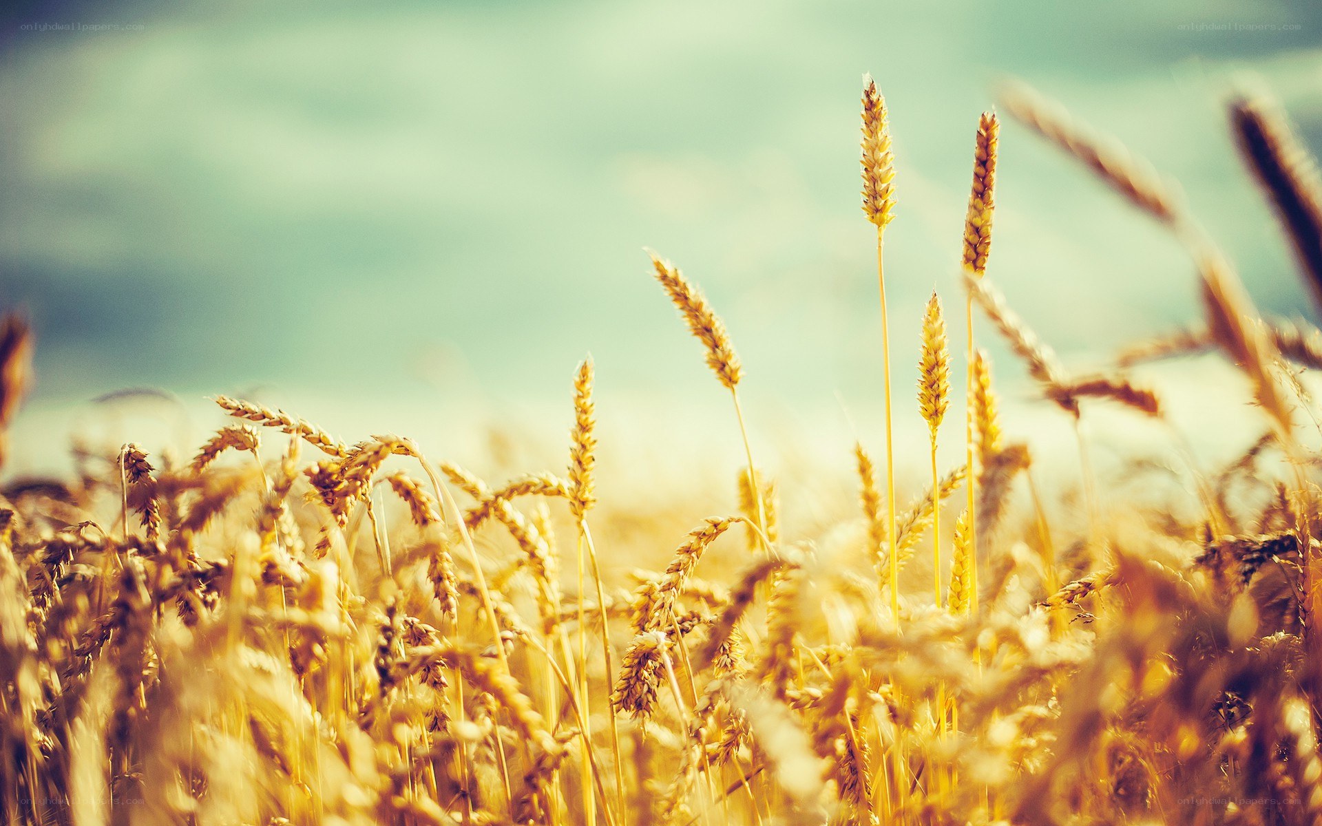 Golden wheat field at sunset