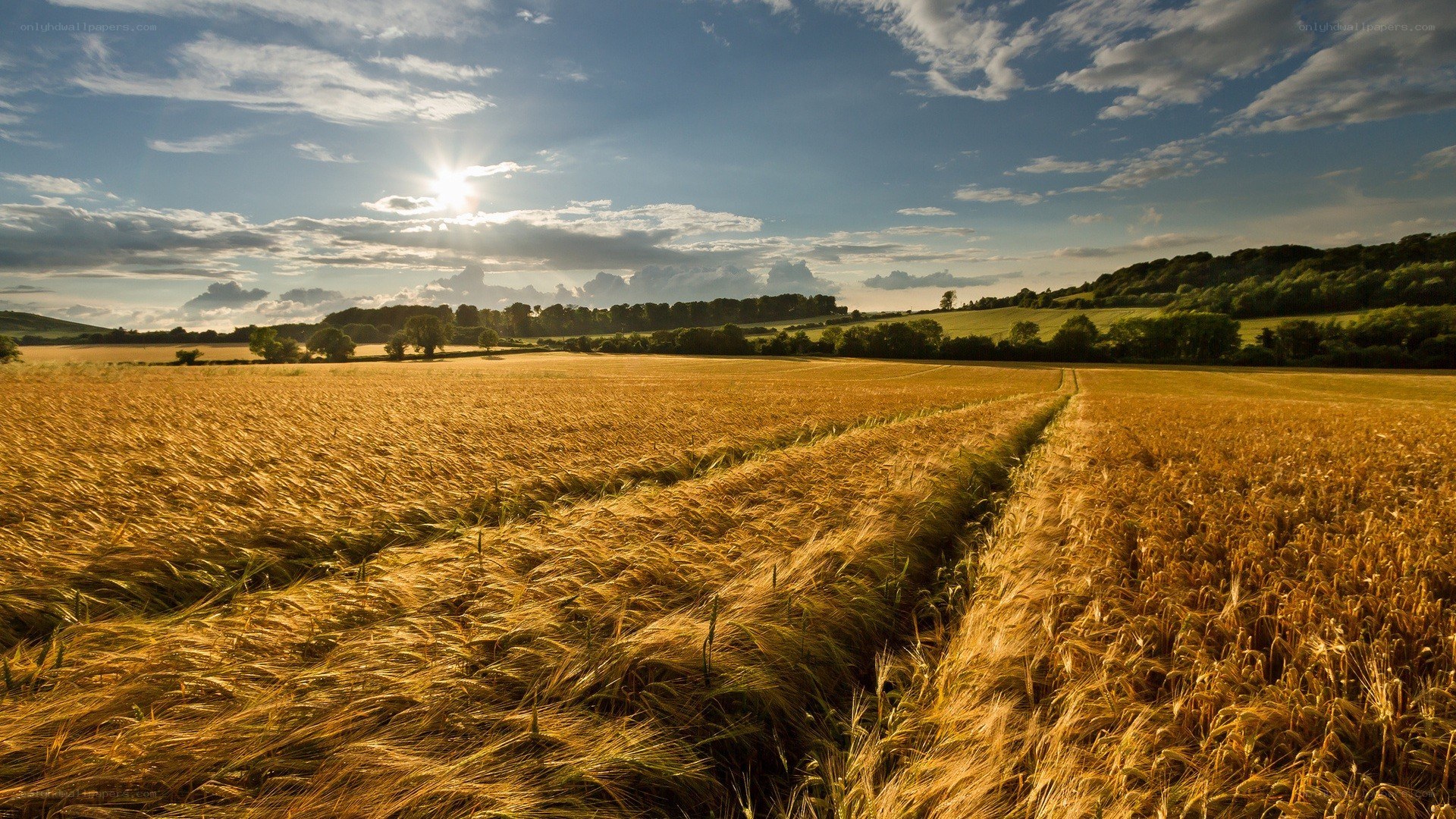 Golden wheat field at sunset