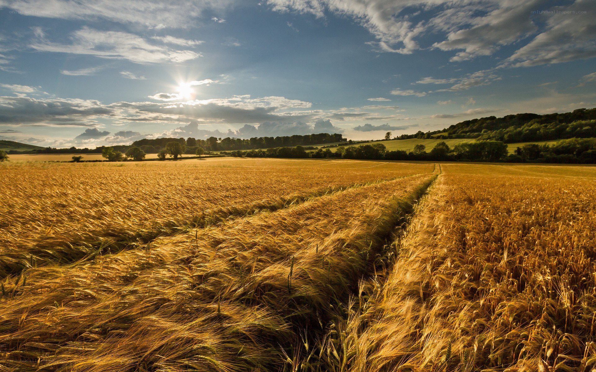 Golden wheat field at sunset