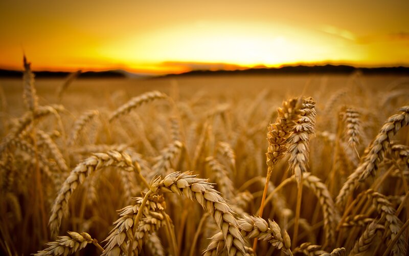 Golden wheat field at sunset
