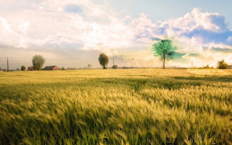Golden wheat field at sunset