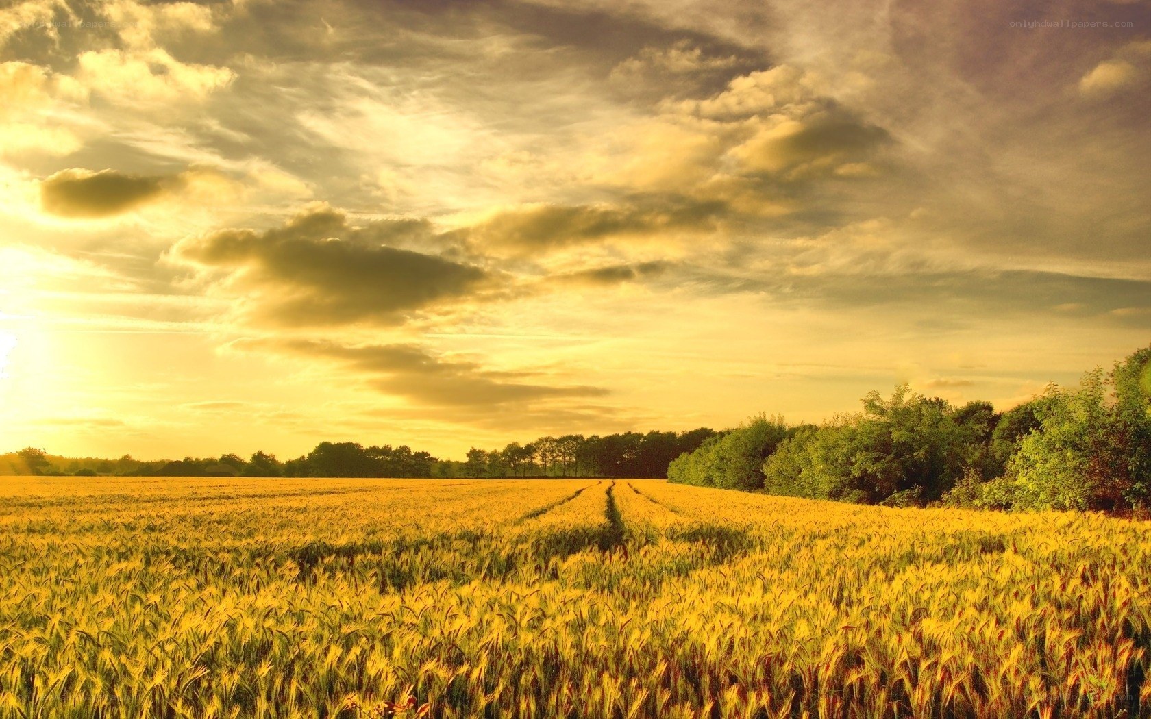 Golden wheat field at sunset