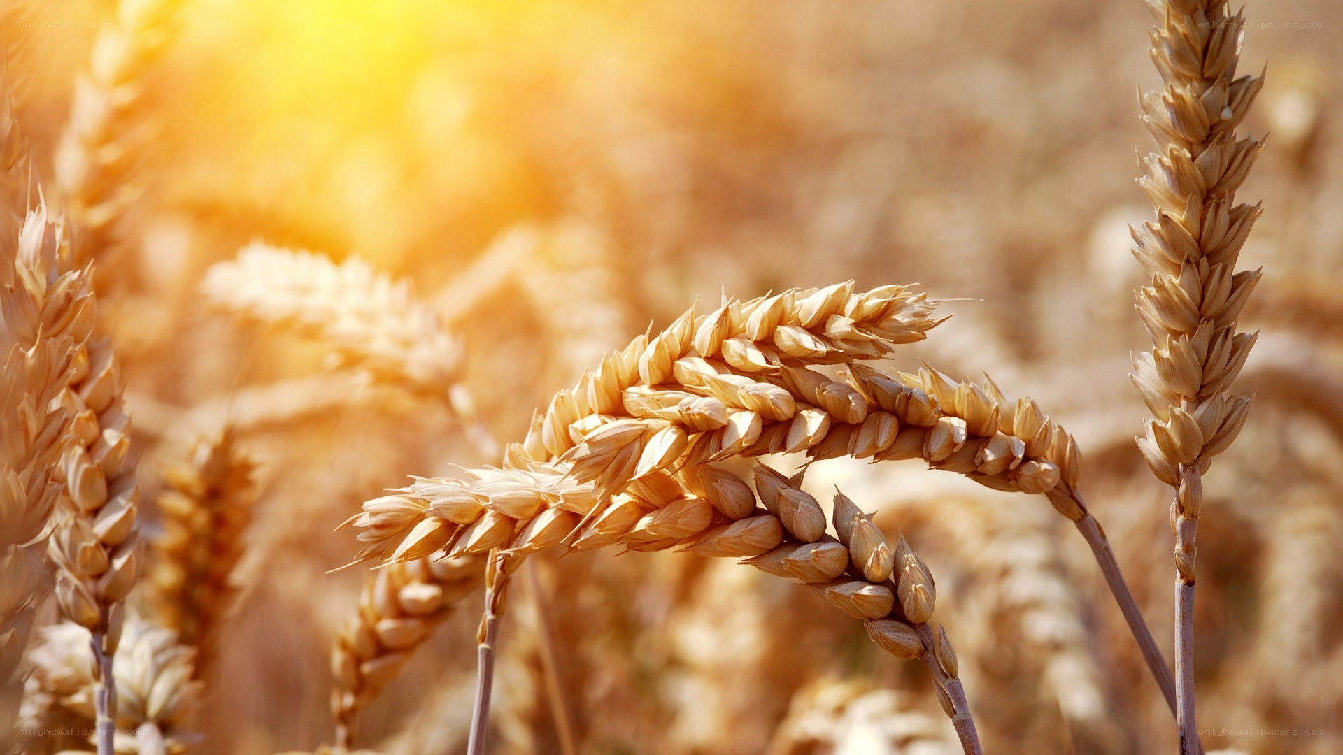 Golden wheat field at sunset