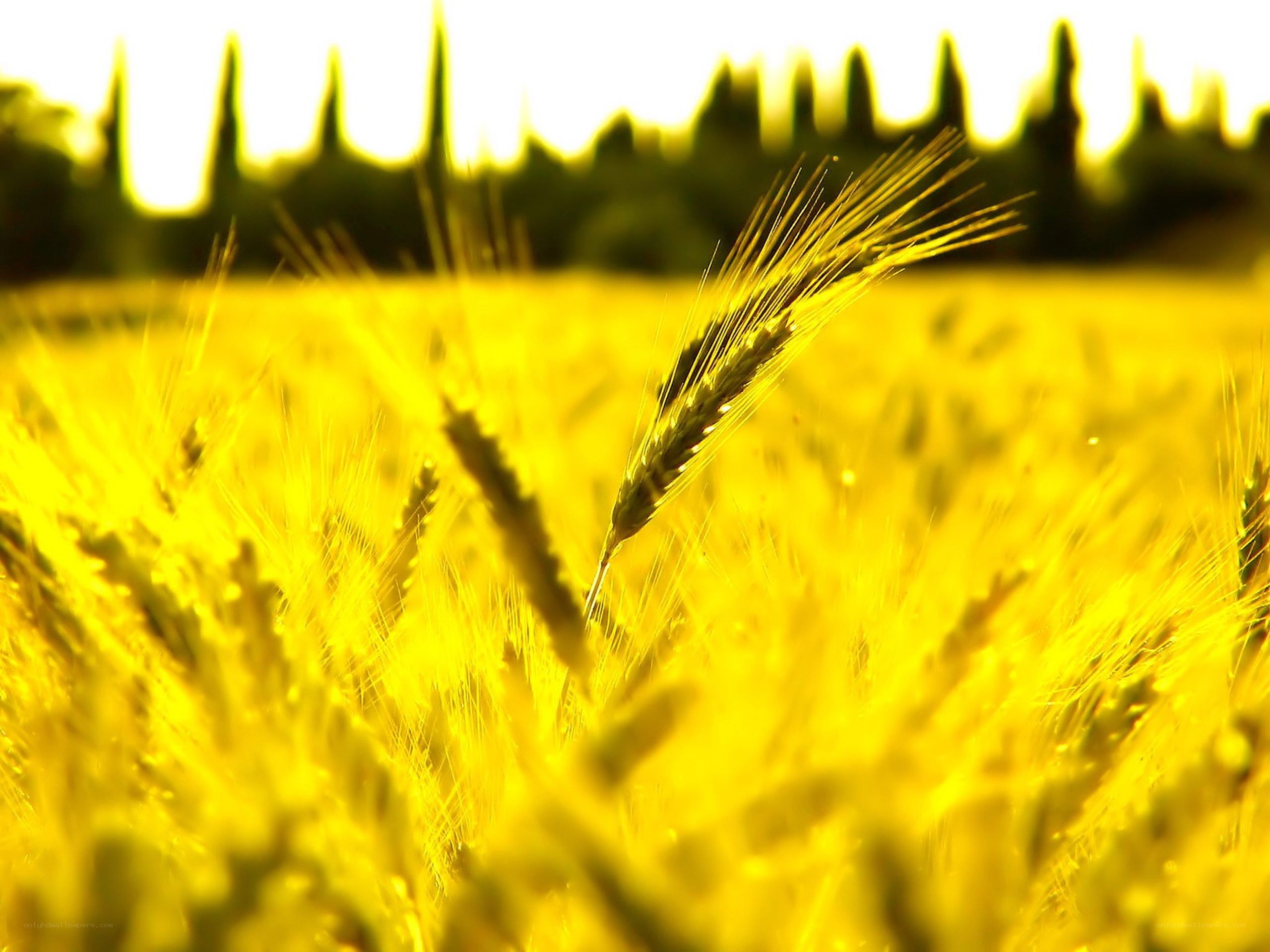 Golden wheat field at sunset