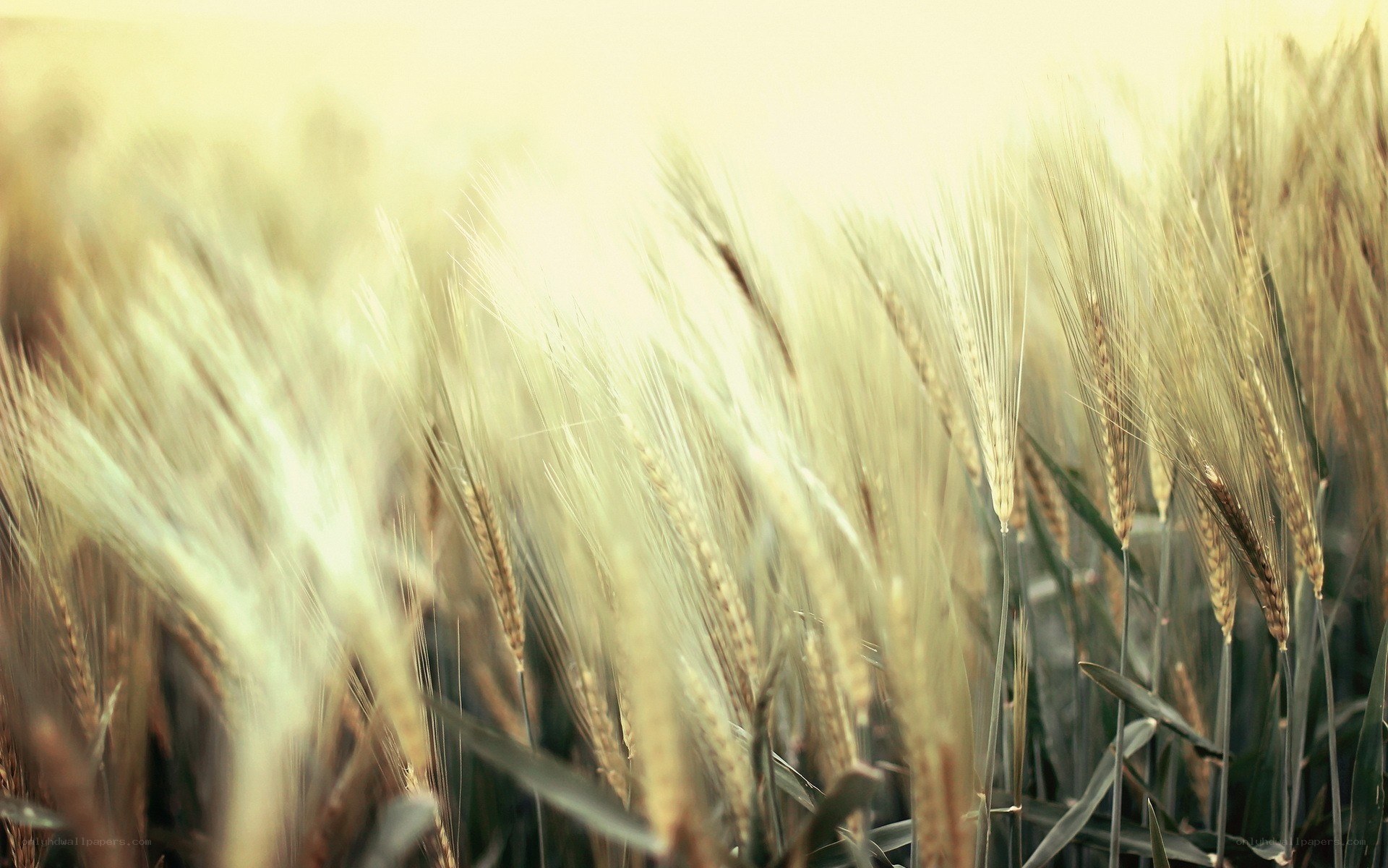 golden wheat field at sunset
