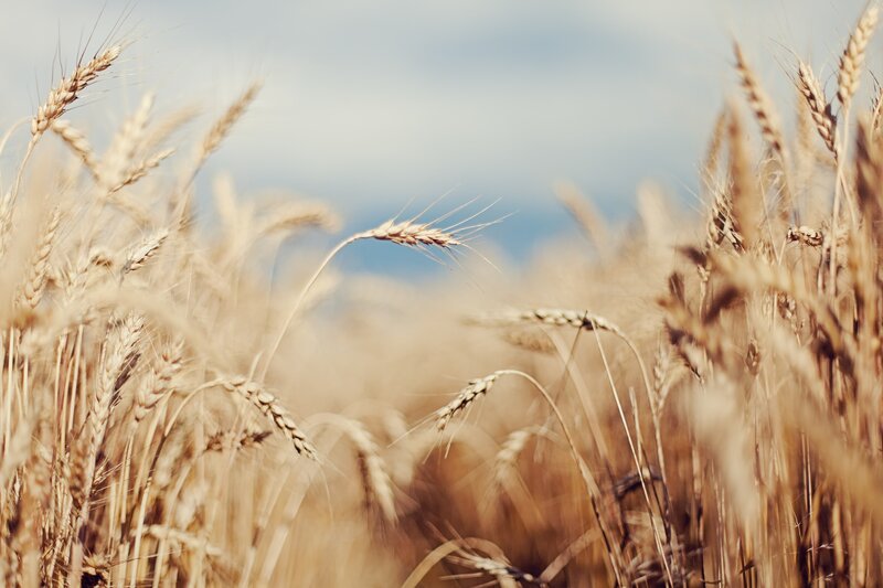 Golden wheat field at sunset