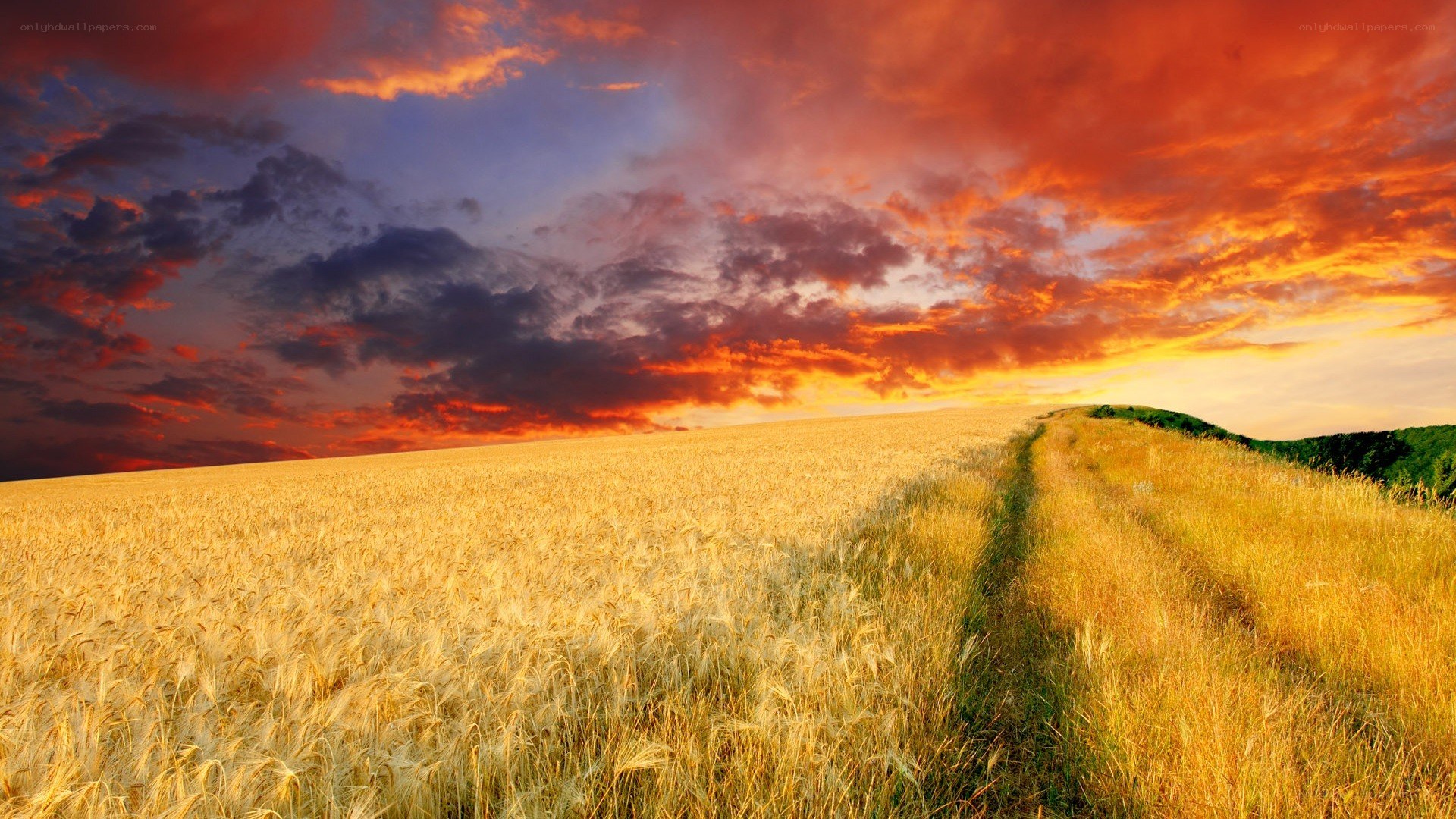 Golden wheat field at sunset