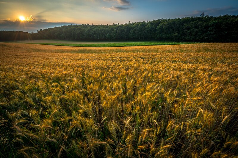Golden wheat field at sunset