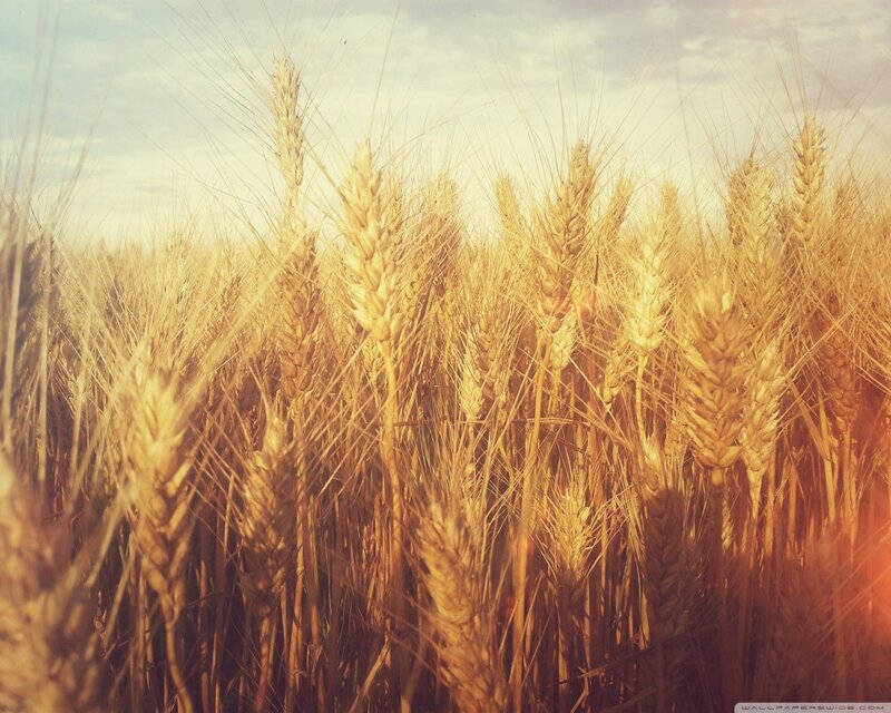 Golden wheat field at sunset