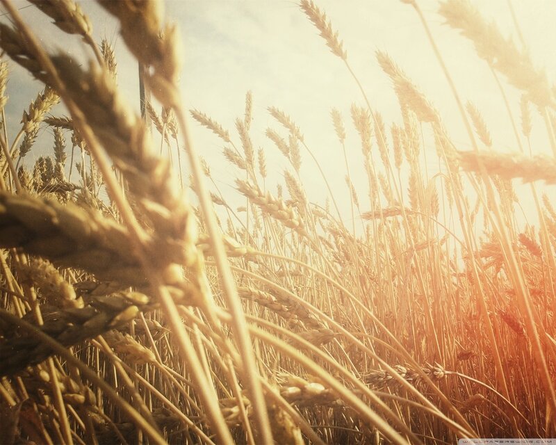 golden wheat field at sunset
