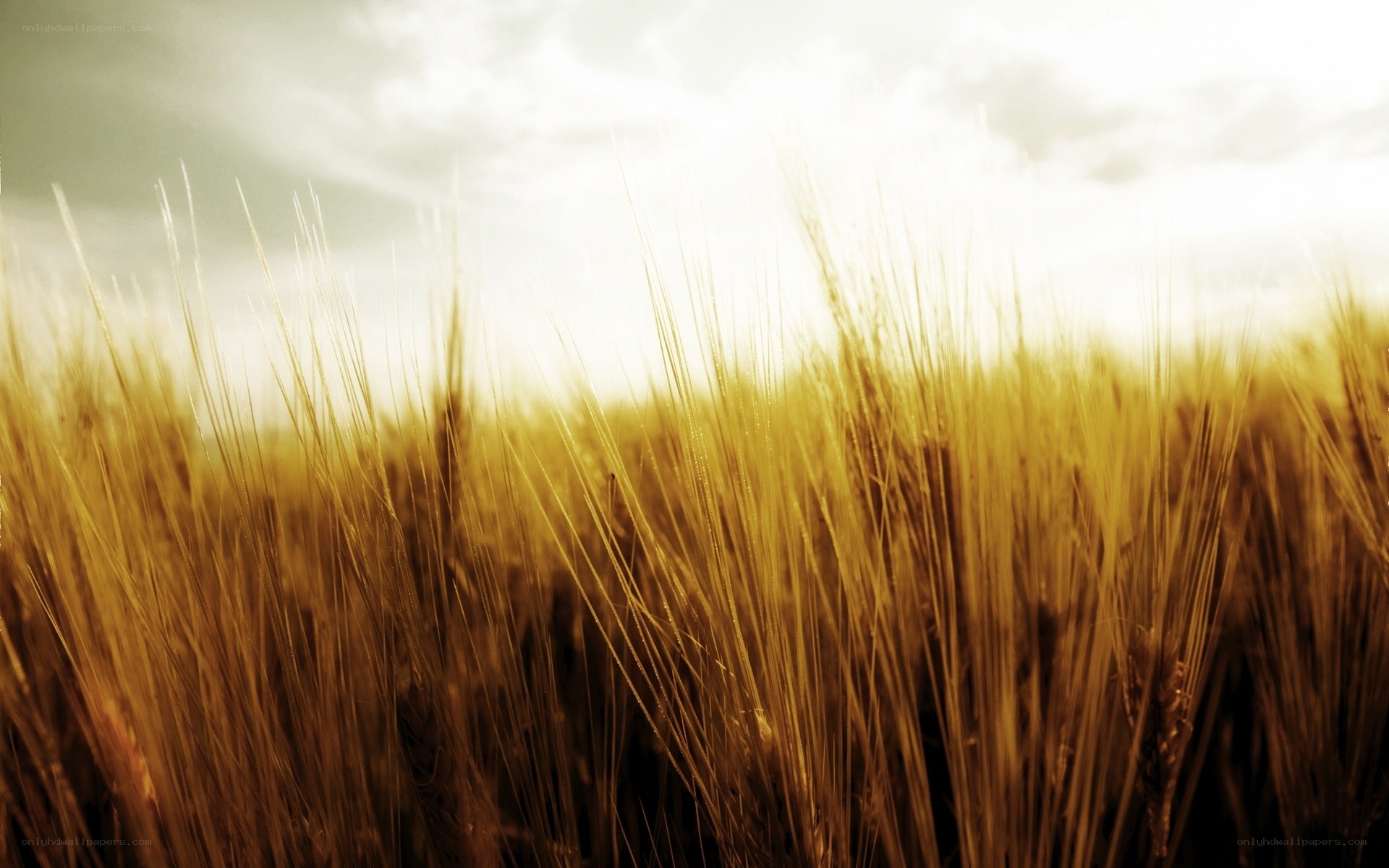 Golden wheat field at sunset