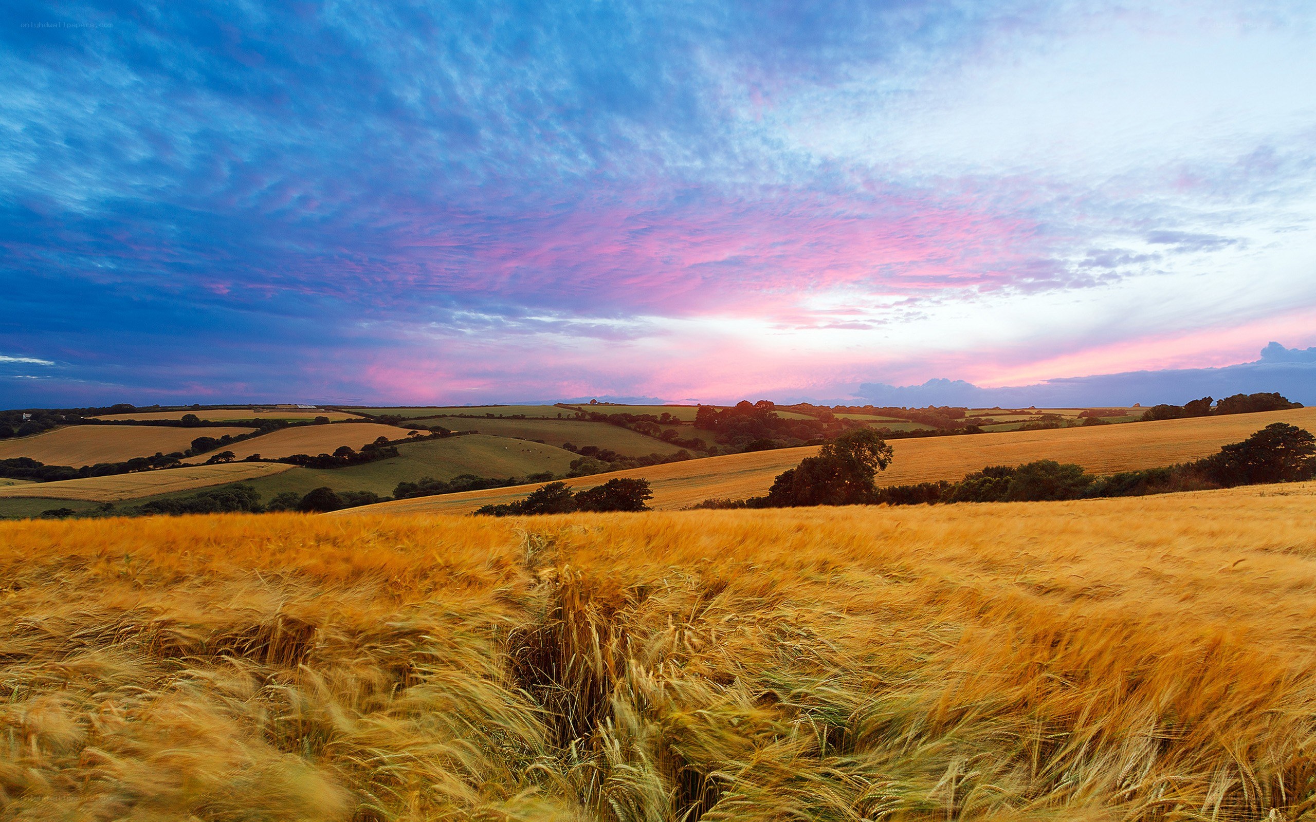 Golden wheat field at sunset