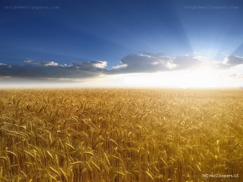 Golden wheat field at sunset