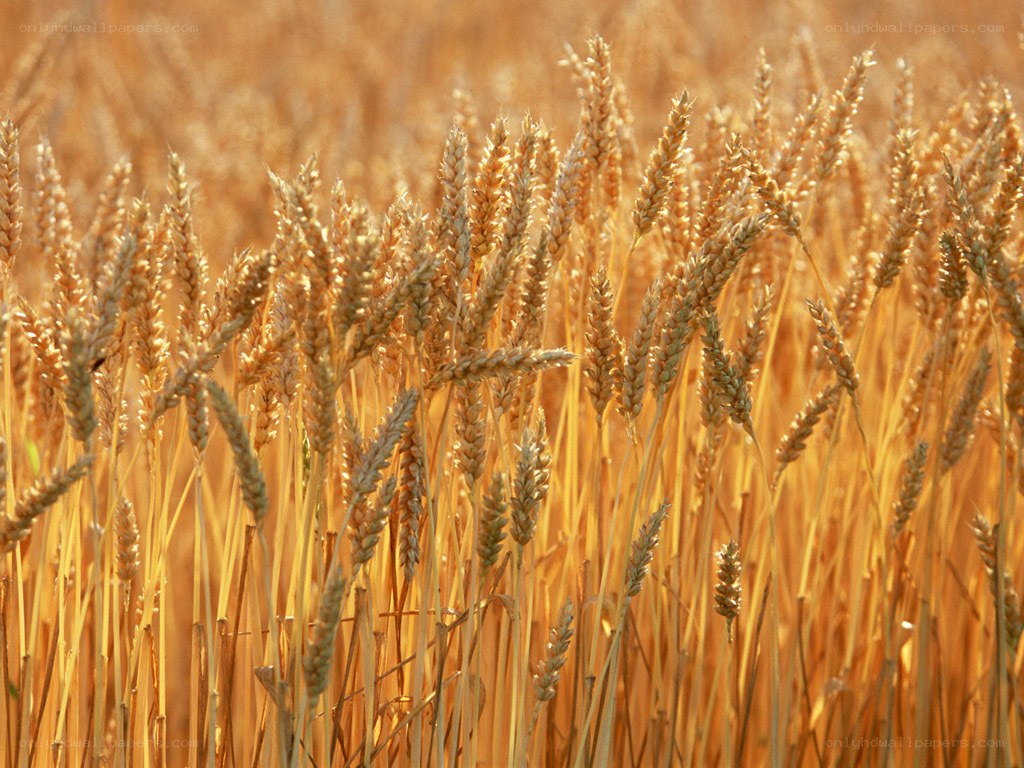 Golden wheat field at sunset