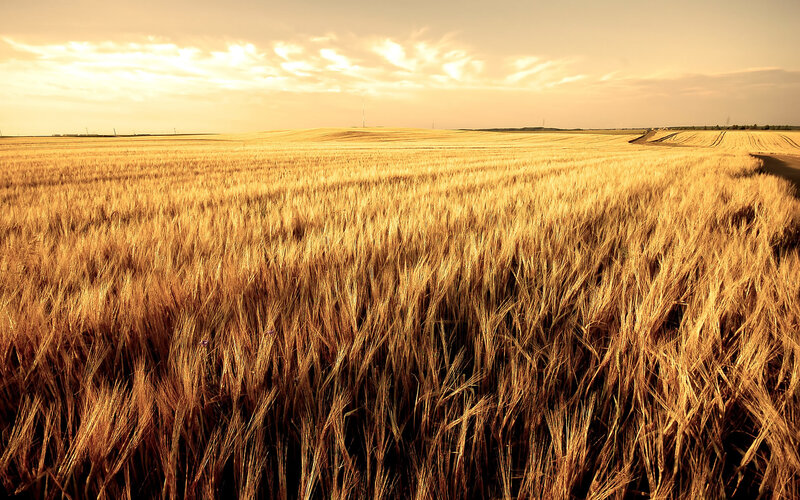 Golden wheat field at sunset