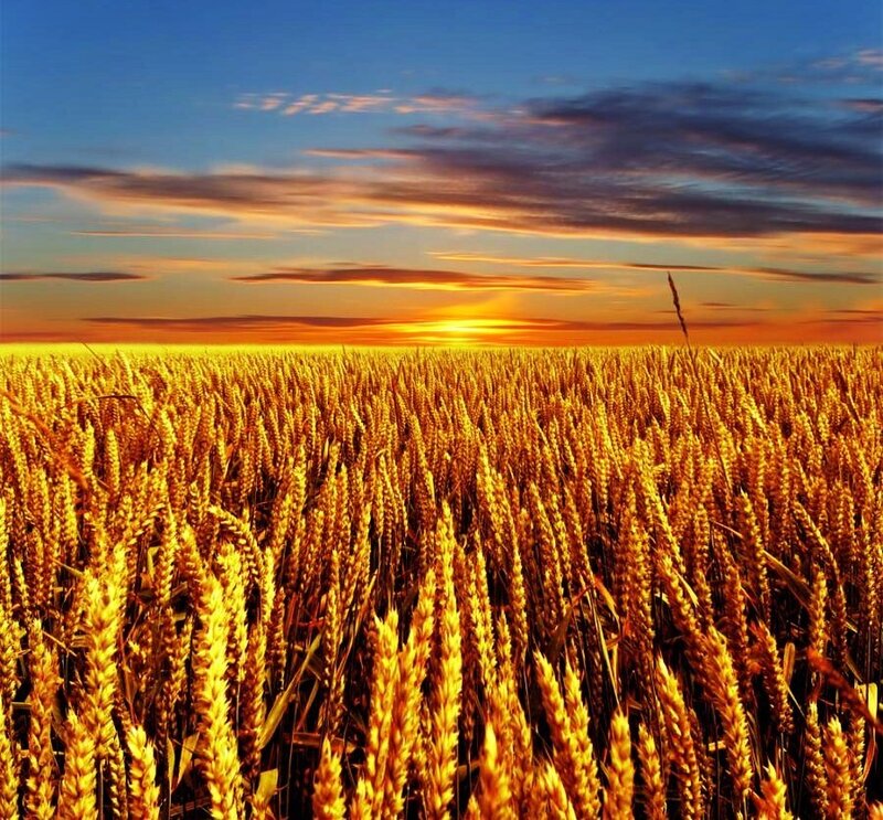 Golden wheat field at sunset
