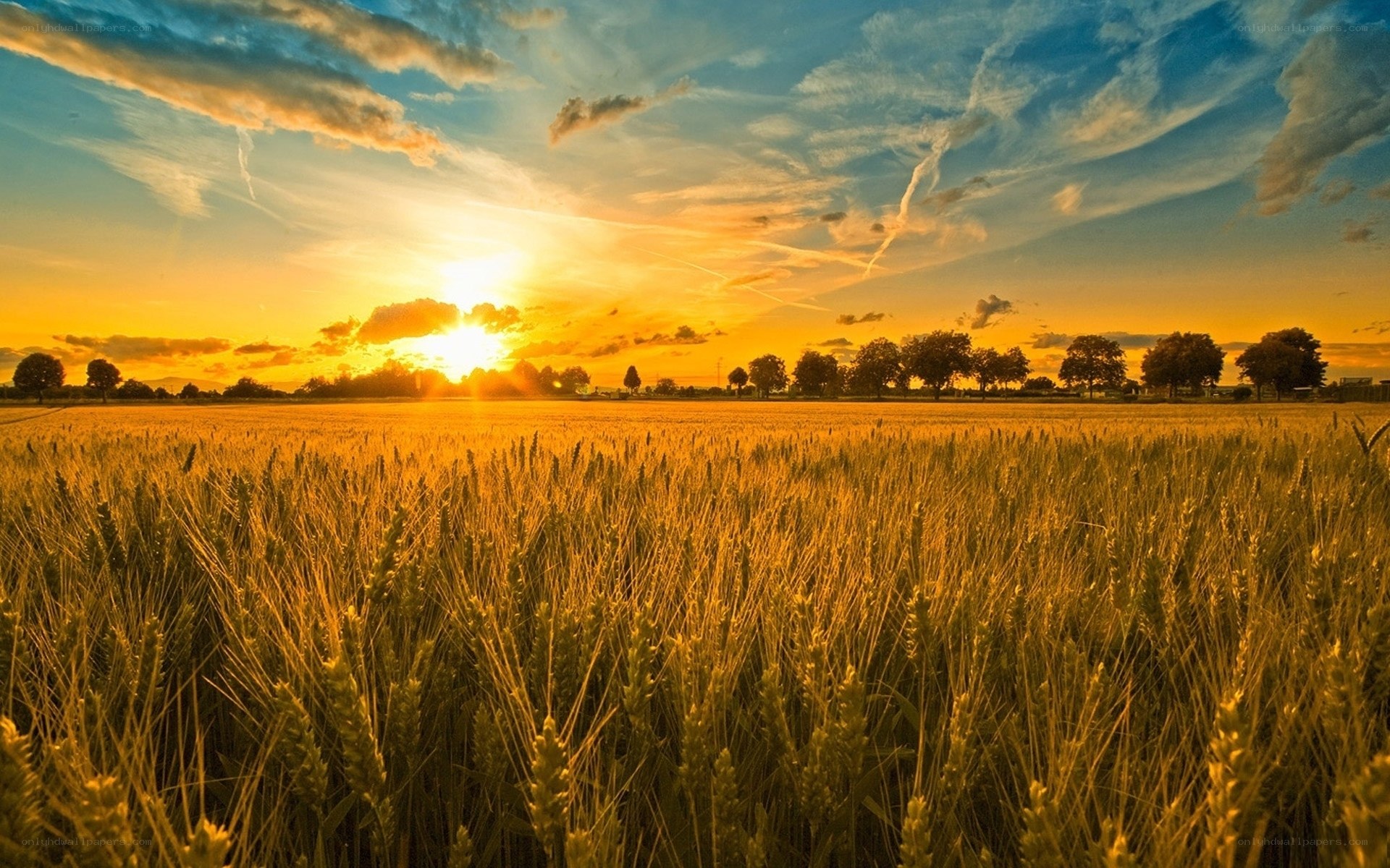 Golden wheat field at sunset