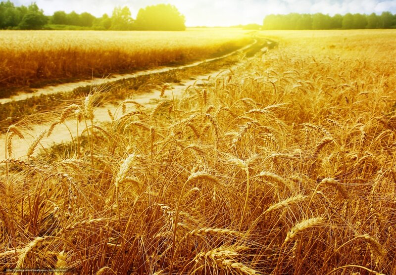 Golden wheat field at sunset