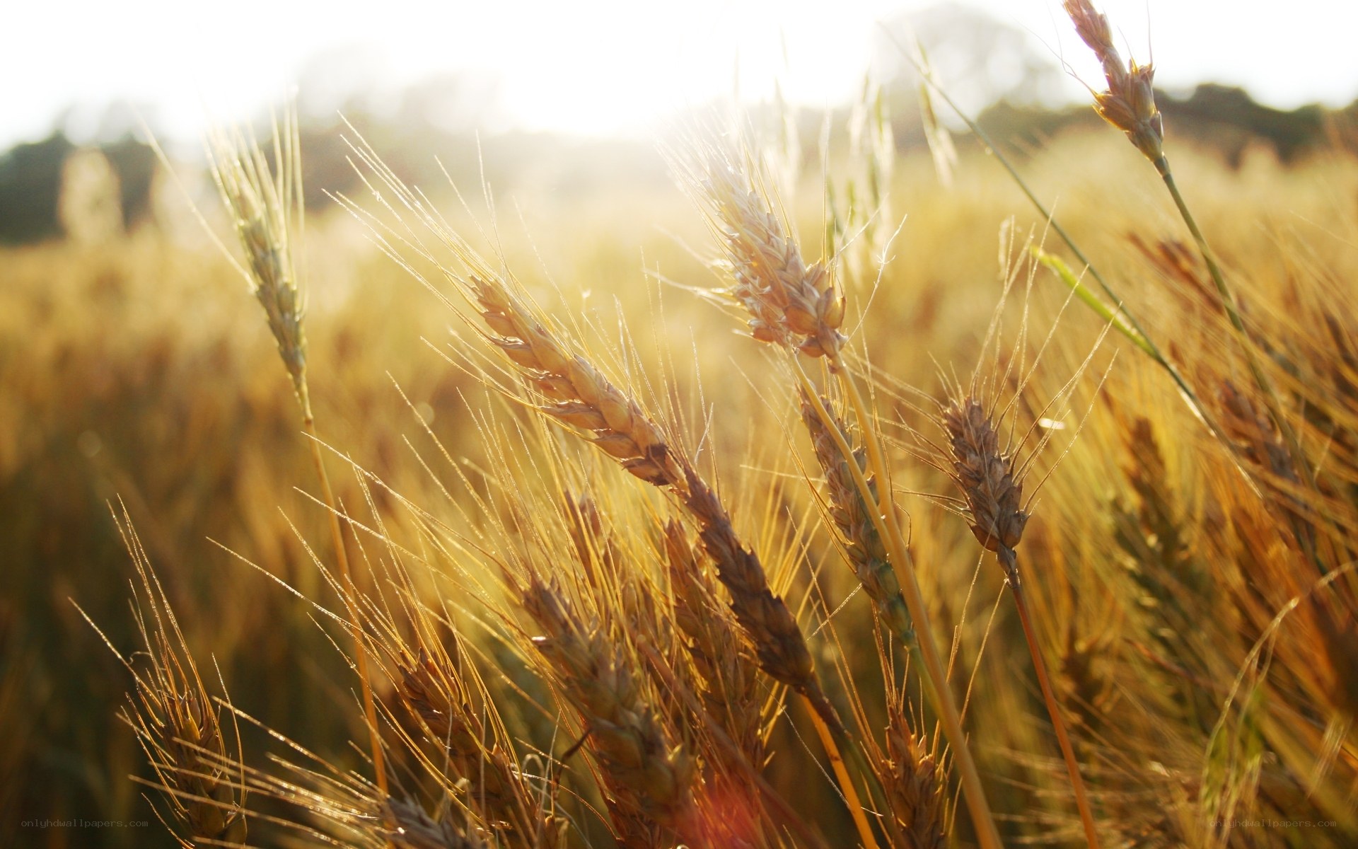 Golden wheat field at sunset