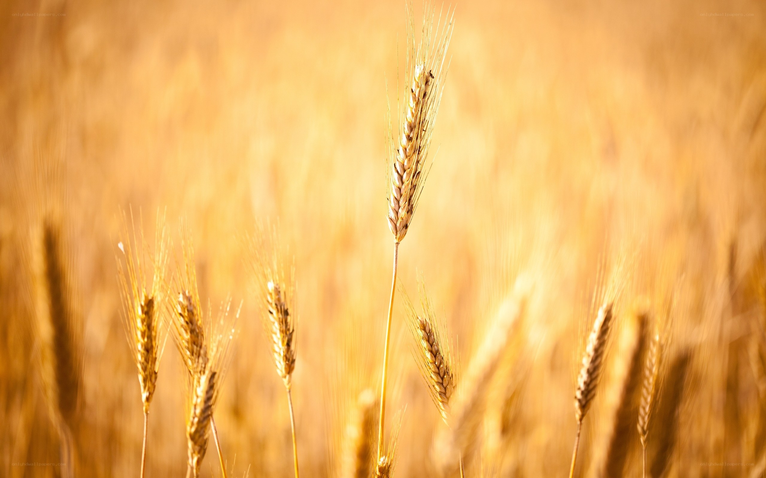 Golden wheat field at sunset