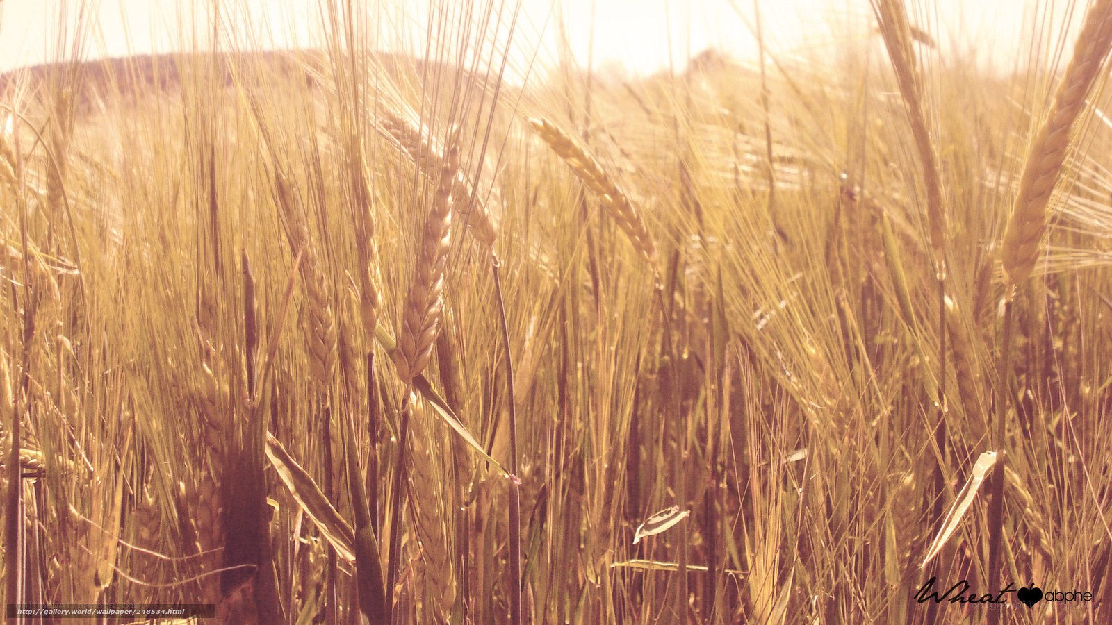 Golden wheat field at sunset