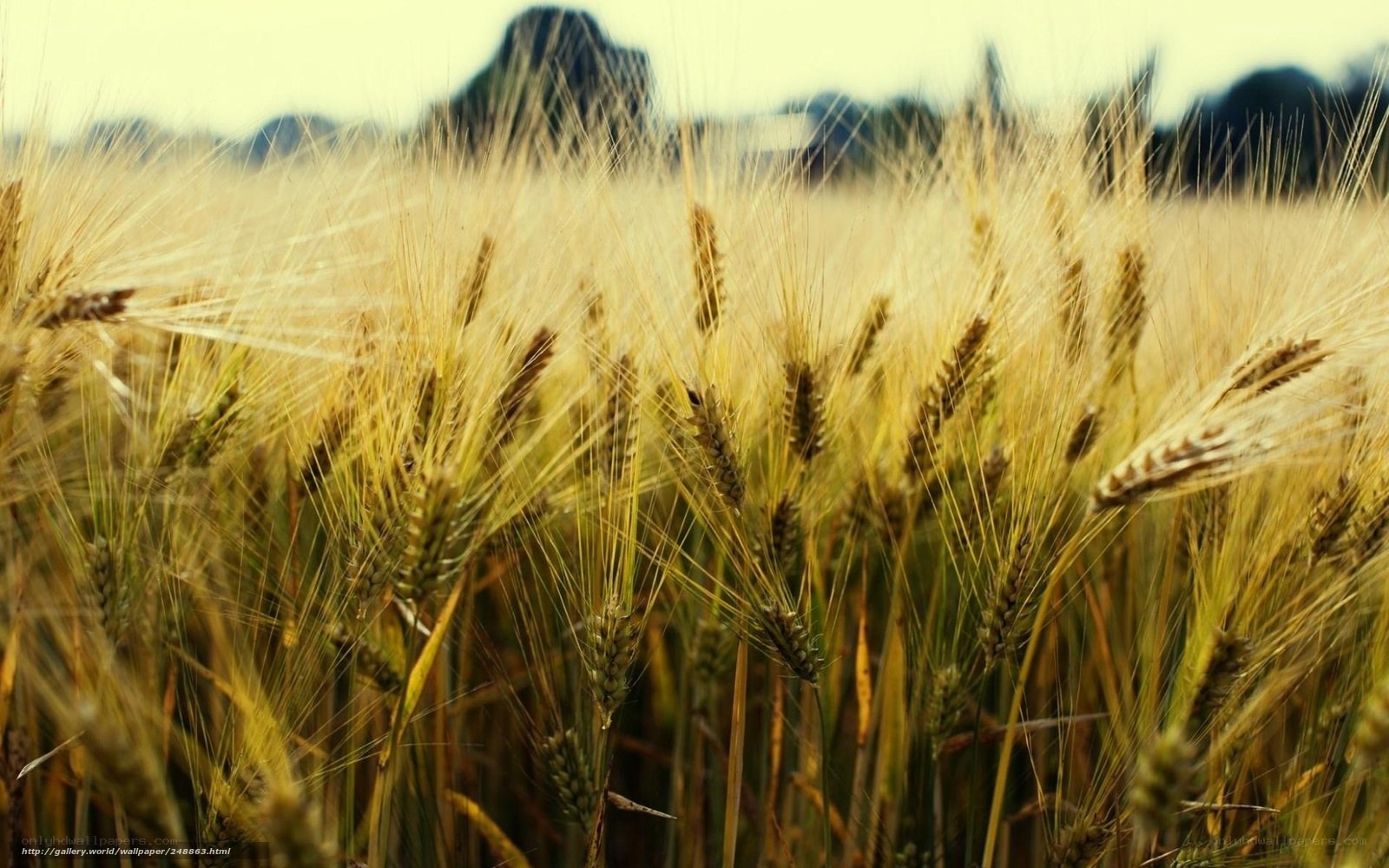Golden wheat field at sunset